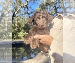Small Photo #1 Labradoodle Puppy For Sale in OCALA, FL, USA