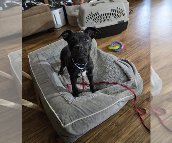 Medium Photo #1 Mutt Puppy For Sale in Springdale, PA, USA