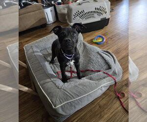 Mutt Dogs for adoption in Springdale, PA, USA
