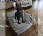 Pepper - Female Mutt Dog for Adoption - Small photo