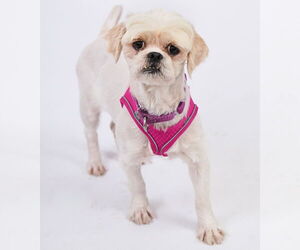 Dandie Dinmont Terrier-Shih Tzu Mix Dogs for adoption in Princeton, MN, USA