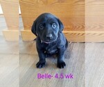 Puppy 6 Labrador Retriever