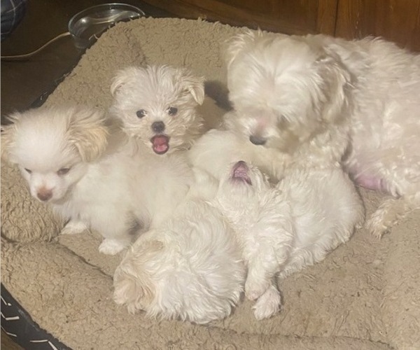 Medium Photo #1 Maltese Puppy For Sale in LAKE STEVENS, WA, USA