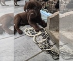 Puppy Hershey Labrador Retriever