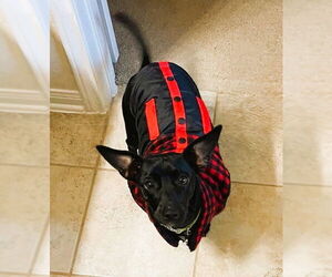 Chiweenie Dogs for adoption in Conroe, TX, USA