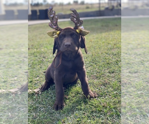 Medium Photo #1 Labrador Retriever Puppy For Sale in EUSTACE, TX, USA