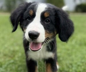 Medium Bernese Mountain Dog