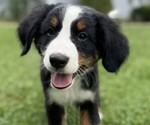 Puppy Georgie Bernese Mountain Dog