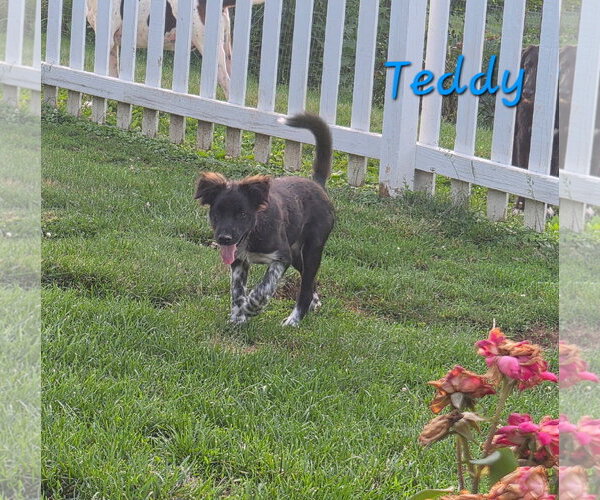 Medium Photo #3 Collie-Unknown Mix Puppy For Sale in Rutledge, TN, USA
