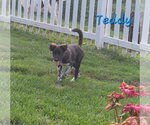 Small #2 Collie Mix