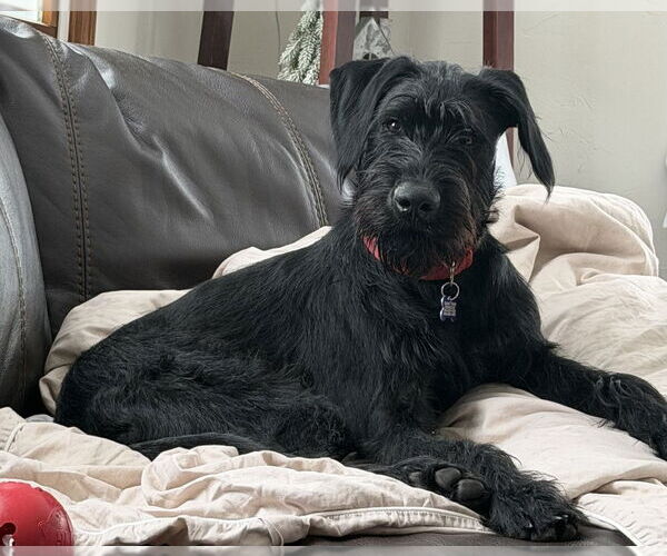 Medium Photo #8 GIANT SCHNAUZER -German Shorthaired Pointer Mix Puppy For Sale in Oak Bluffs, MA, USA
