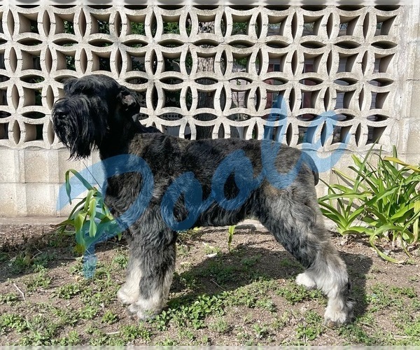 Medium Photo #1 Schnauzer (Giant) Puppy For Sale in LAKE CITY, TX, USA
