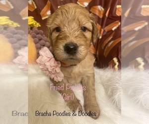 Goldendoodle Puppy for sale in SAINT CLOUD, MN, USA