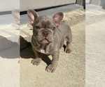 Image preview for Ad Listing. Nickname: Rocko