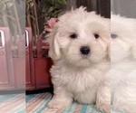 Image preview for Ad Listing. Nickname: Hank