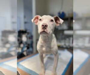 Lena (GA) - Female American Bulldog-Unknown Mix Dog for Adoption - Photo #3