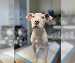 Small #2 American Bulldog Mix
