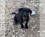 Small Labrador Retriever Mix