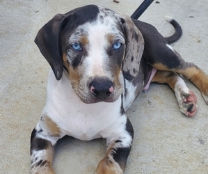 Catahoula Leopard Dog Puppy for sale in WADDY, KY, USA