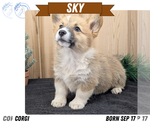 Puppy Sky Pembroke Welsh Corgi