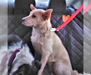 Elsa - Female Carolina Dog Dog for Adoption - Photo #3