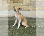 Small #3 Spaniel Mix