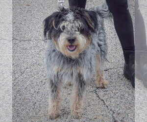 Shadow - Male Australian Shepherd-Unknown Mix Dog for Adoption - Photo #4