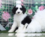 Small Photo #1 Sheepadoodle Puppy For Sale in MARIETTA, GA, USA