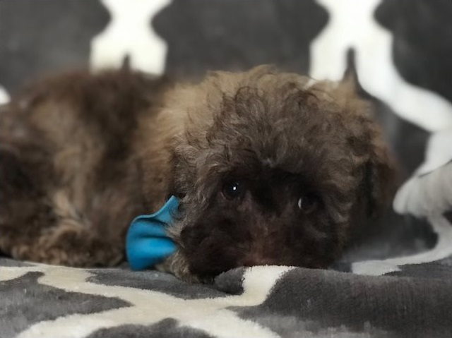 Medium Photo #1 Poodle (Miniature) Puppy For Sale in HOUSTON, TX, USA