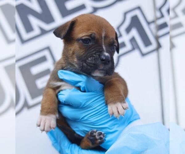 Medium Photo #3 American Staffordshire Terrier-Labrador Retriever Mix Puppy For Sale in San Antonio, TX, USA