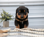 Small Photo #13 Rottweiler Puppy For Sale in BRYANT, IN, USA