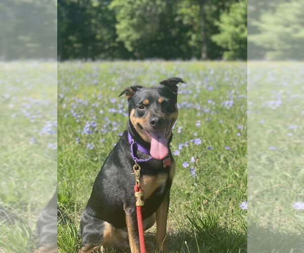 Medium Photo #3 Labrador Retriever-Unknown Mix Puppy For Sale in Boston, MA, USA