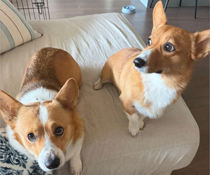 Father of the Pembroke Welsh Corgi puppies born on 05/12/2026