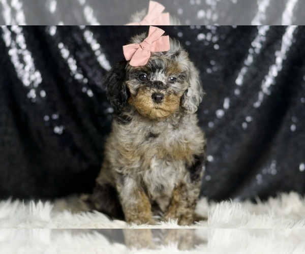 Medium Photo #109 Poodle (Miniature) Puppy For Sale in WARSAW, IN, USA