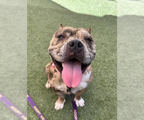 Medium Photo #1 American Bulldog-Unknown Mix Puppy For Sale in Las Vegas, NV, USA