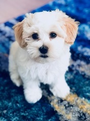 Havanese Puppy for sale in SAN JOSE, CA, USA