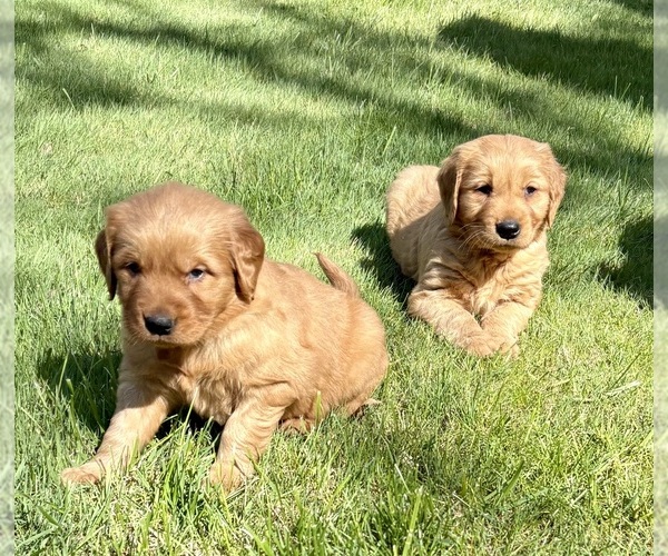 Medium Photo #1 Golden Retriever Puppy For Sale in FAIR HAVEN, MI, USA