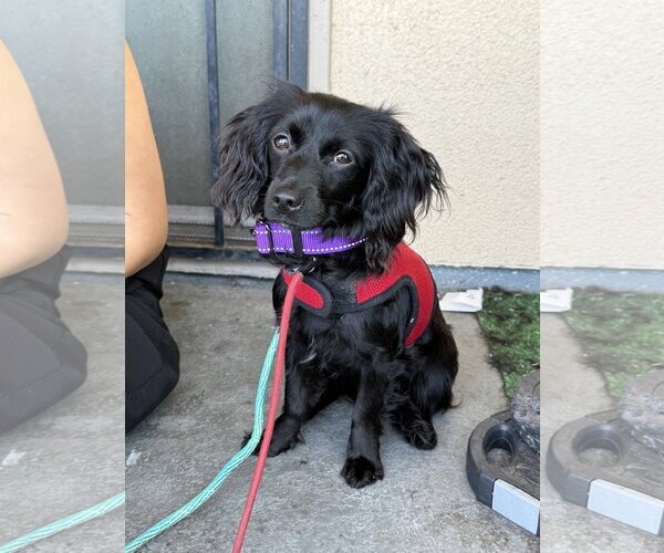 Medium Photo #2 Cocker Spaniel-Dachshund Mix Puppy For Sale in Lake Elsinore, CA, USA