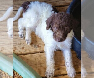Labradoodle Puppy for sale in ETHRIDGE, TN, USA