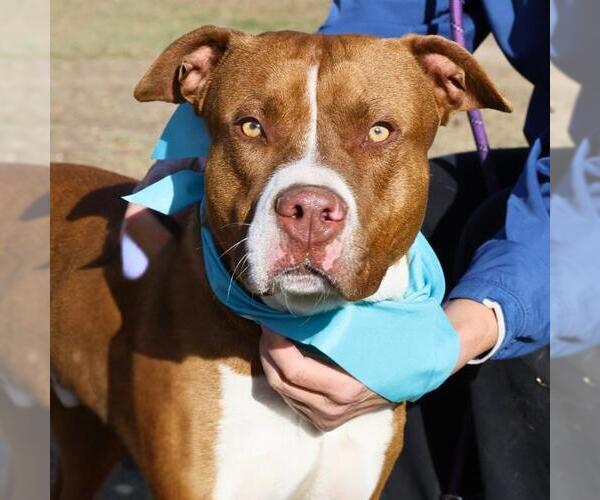 Medium Photo #1 American Staffordshire Terrier-Unknown Mix Puppy For Sale in San Antonio, TX, USA