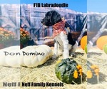 Puppy Domino Labradoodle