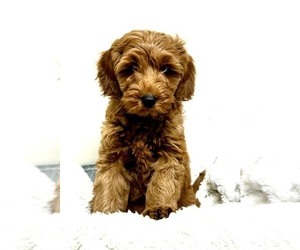 Goldendoodle (Miniature) Puppy for sale in HULL, IA, USA