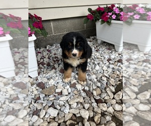 Bernese Mountain Dog Puppy for sale in SHIPSHEWANA, IN, USA