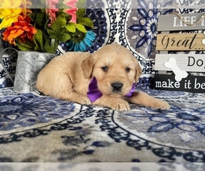 Golden Retriever Puppy for sale in LANCASTER, PA, USA
