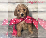 Small #28 Goldendoodle