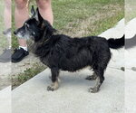 Small #2 Mutt