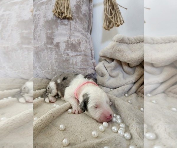 Medium Photo #84 Sheepadoodle Puppy For Sale in LEHI, UT, USA