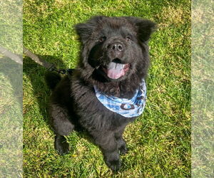 Chow Chow Dogs for adoption in Newport Beach, CA, USA