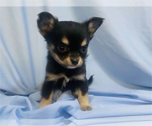 Medium Photo #2 Chihuahua Puppy For Sale in MIAMI BEACH, FL, USA