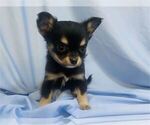 Small #1 Chihuahua